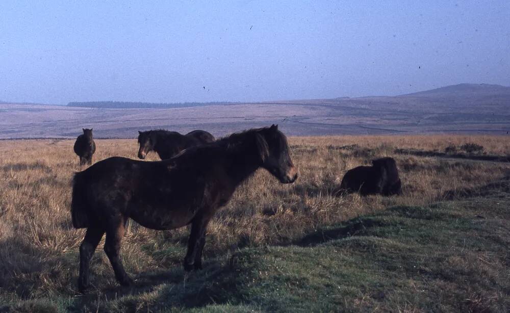 An image from the Dartmoor Trust Archive