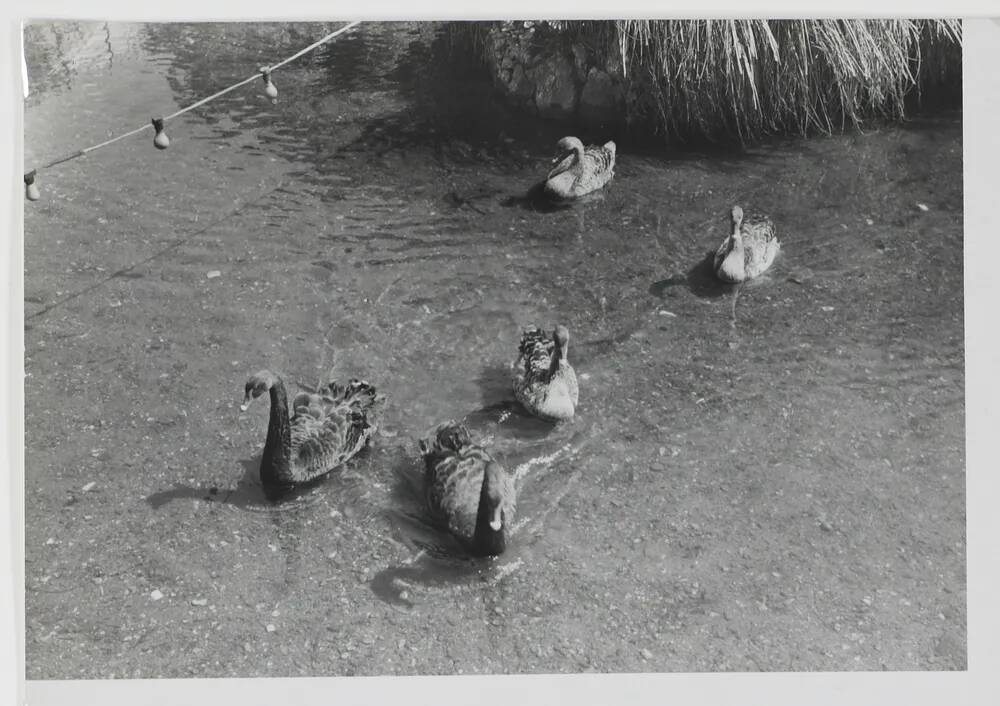 Black swans at Dawlish