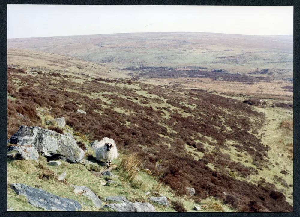 An image from the Dartmoor Trust Archive