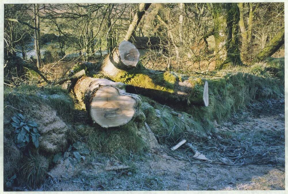 An image from the Dartmoor Trust Archive