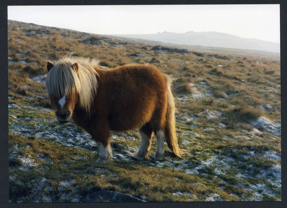 An image from the Dartmoor Trust Archive