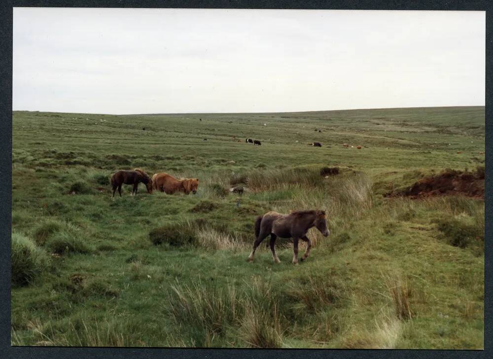 An image from the Dartmoor Trust Archive