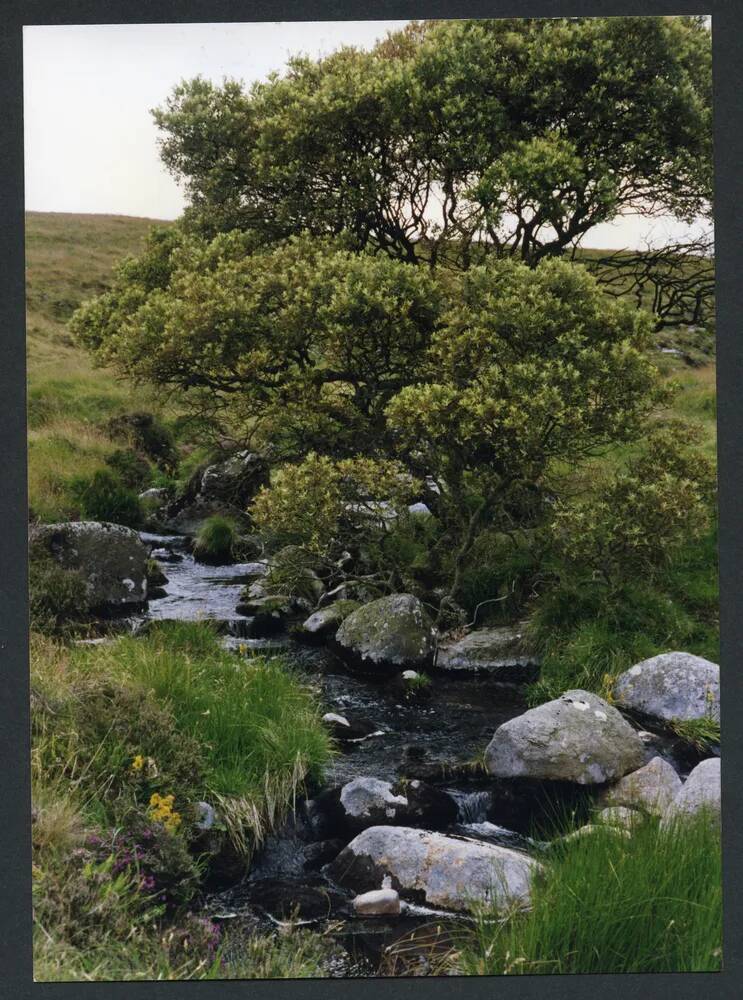 An image from the Dartmoor Trust Archive