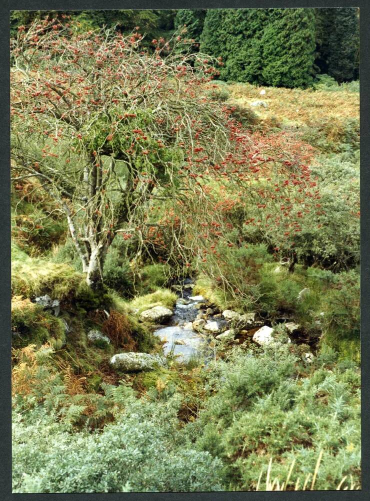 An image from the Dartmoor Trust Archive