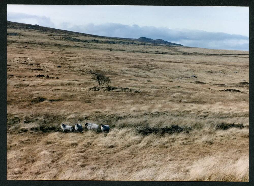 An image from the Dartmoor Trust Archive