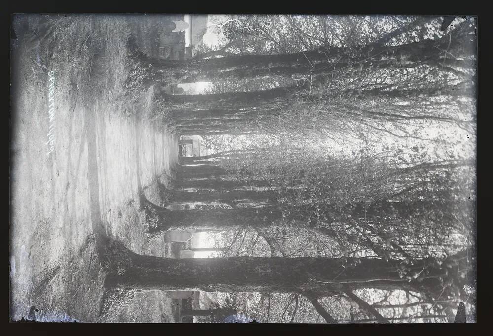 Avenue of trees, churchyard, Spreyton