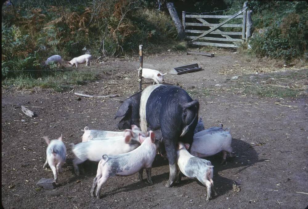 An image from the Dartmoor Trust Archive