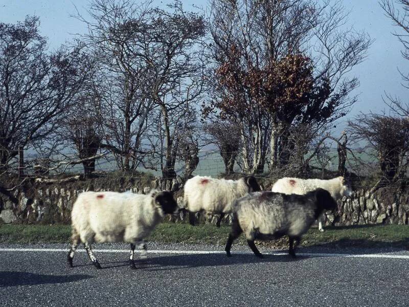 An image from the Dartmoor Trust Archive