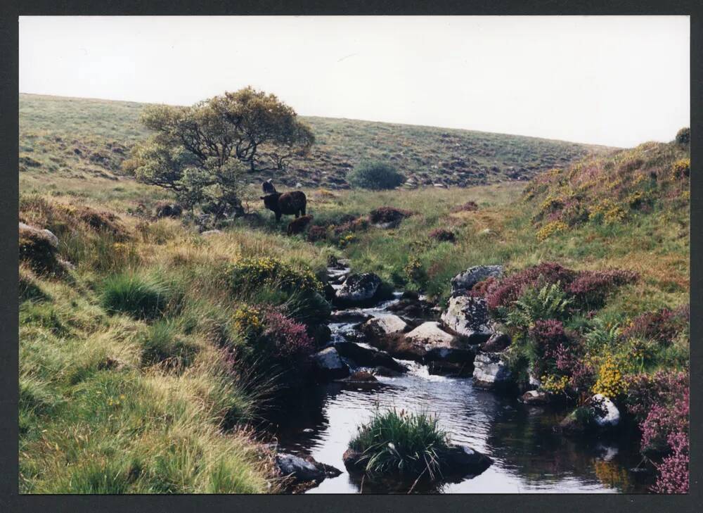 An image from the Dartmoor Trust Archive