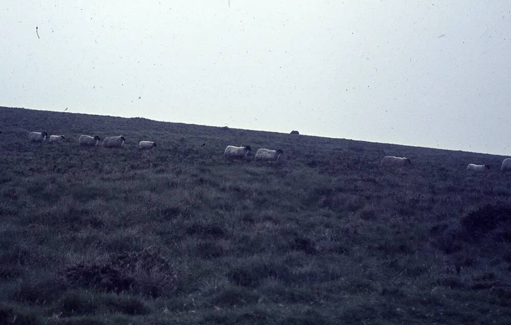 An image from the Dartmoor Trust Archive