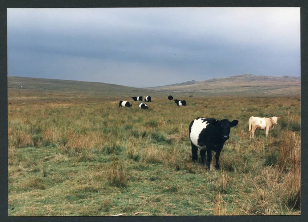 An image from the Dartmoor Trust Archive