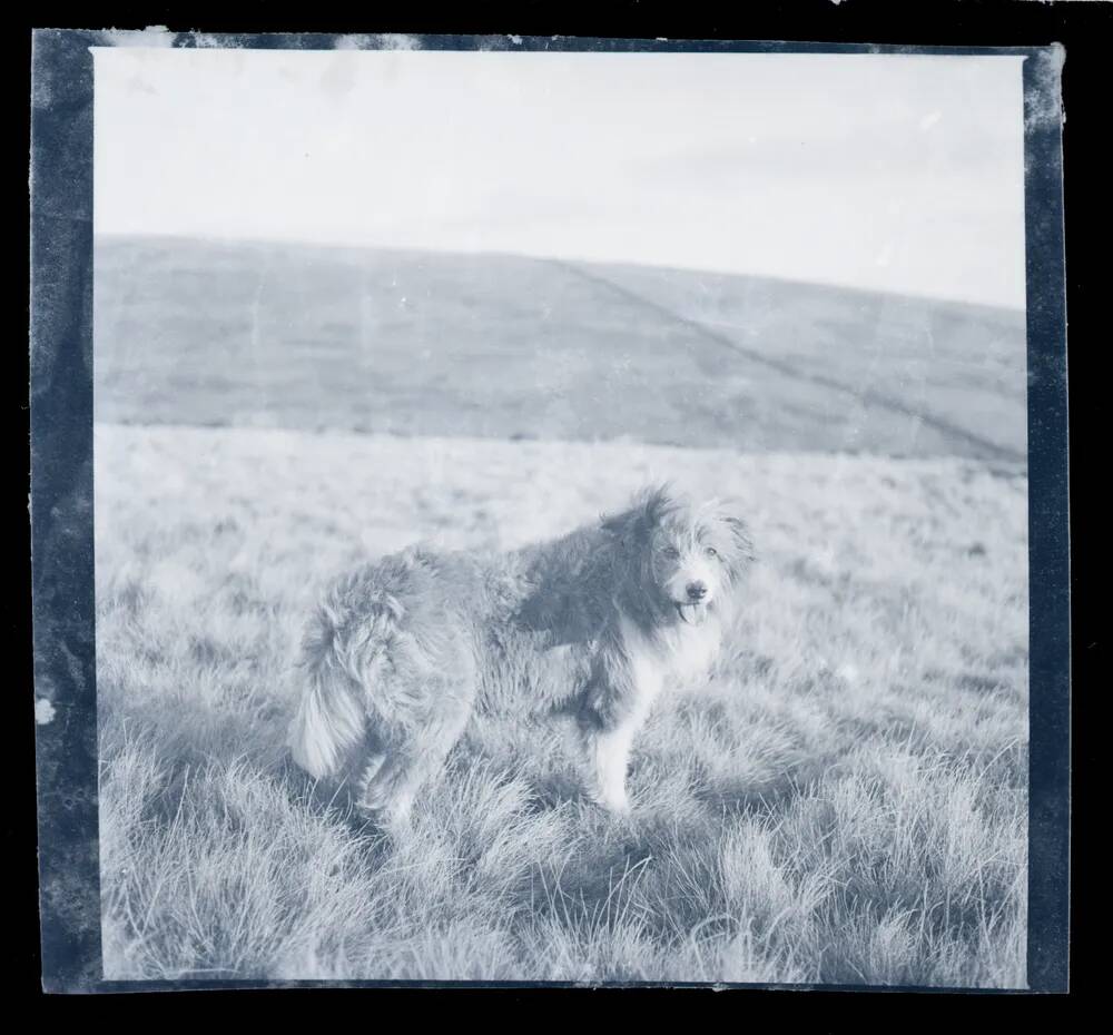 An image from the Dartmoor Trust Archive