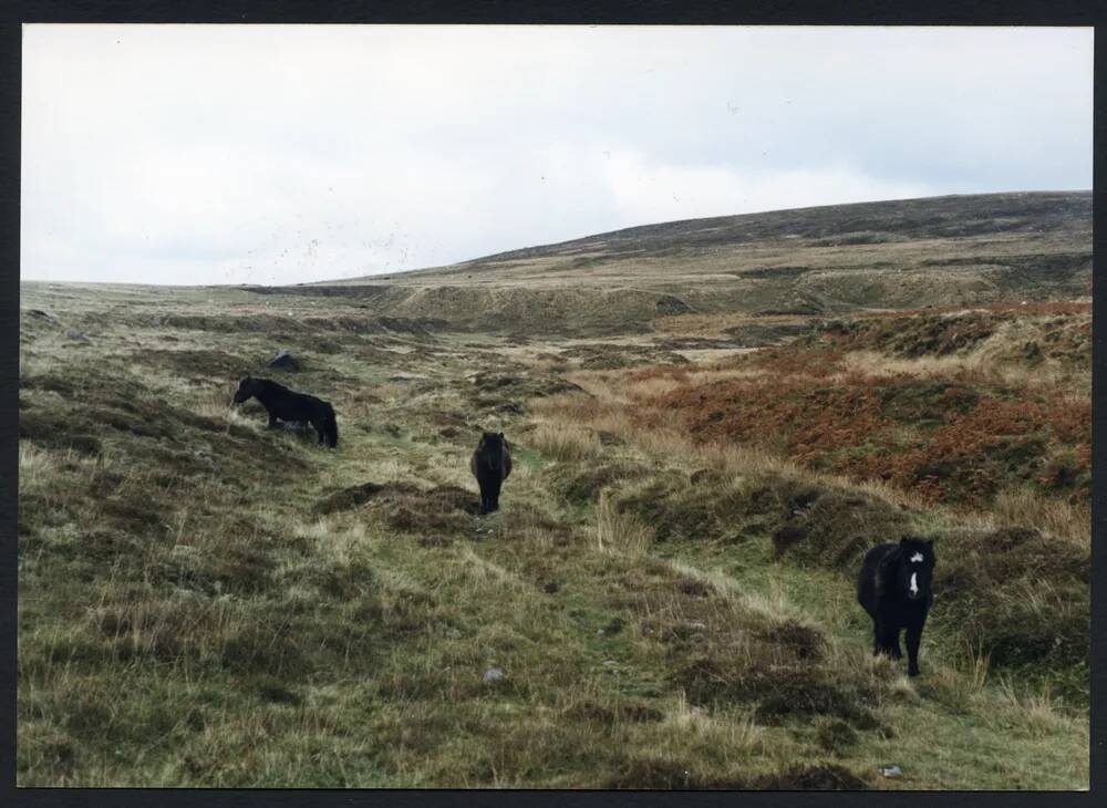 An image from the Dartmoor Trust Archive