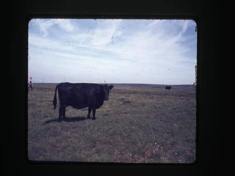 An image from the Dartmoor Trust Archive