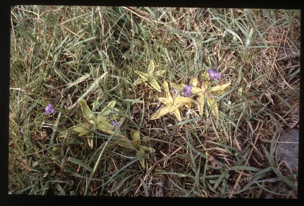 Butterwort