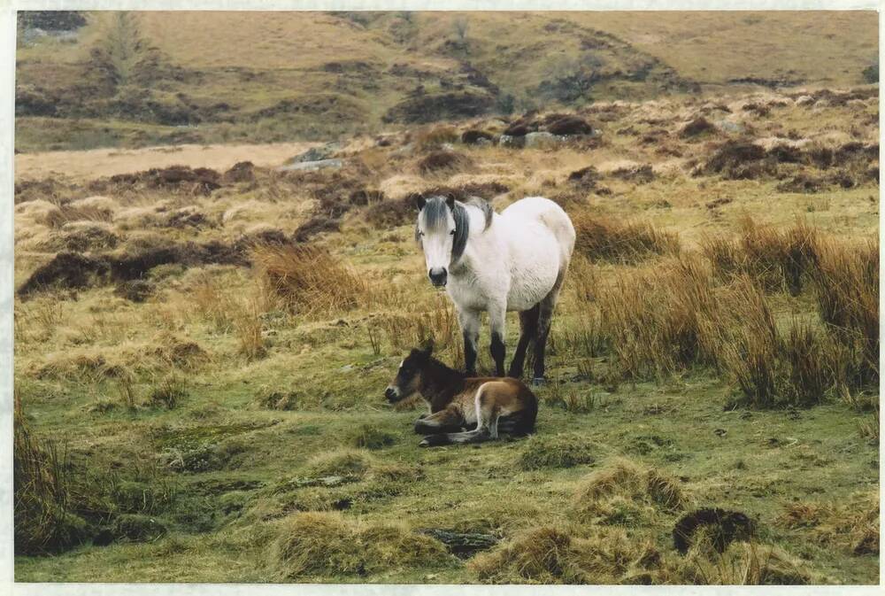 An image from the Dartmoor Trust Archive