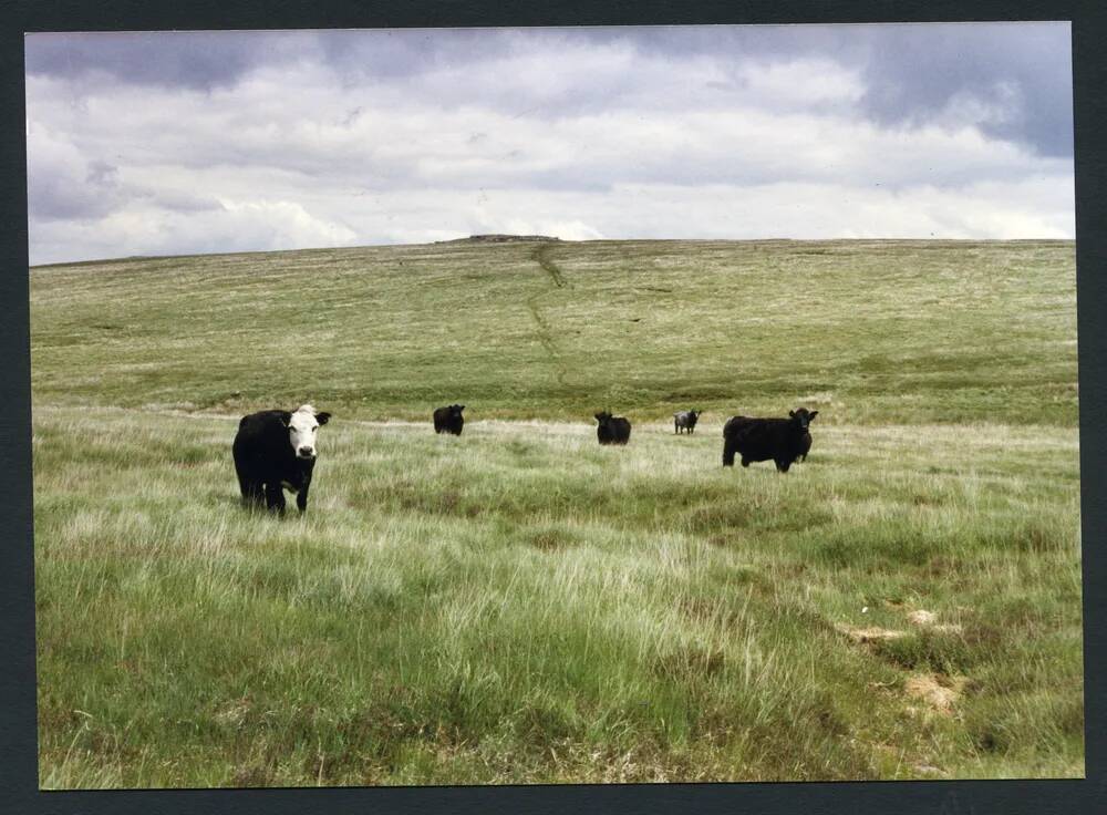 An image from the Dartmoor Trust Archive