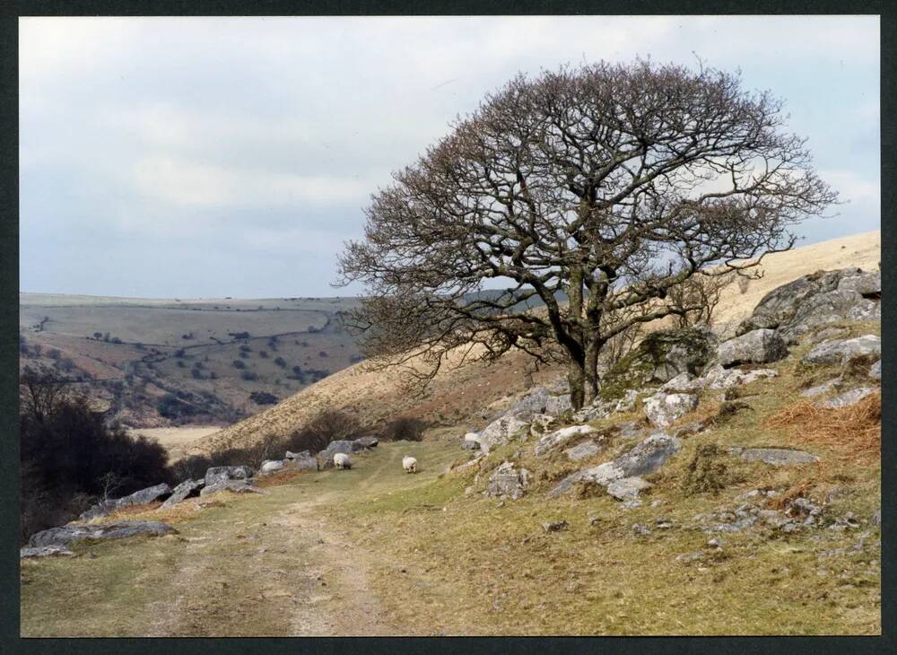 An image from the Dartmoor Trust Archive