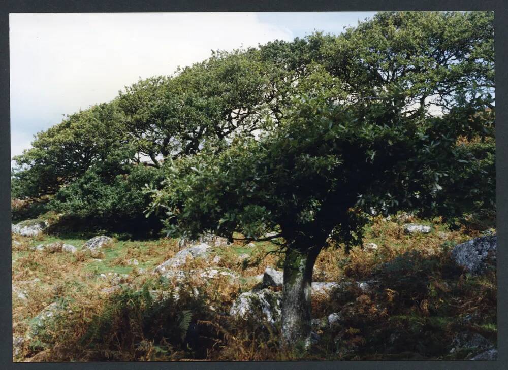 An image from the Dartmoor Trust Archive