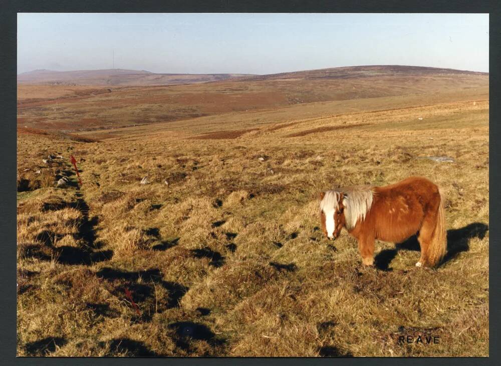 An image from the Dartmoor Trust Archive