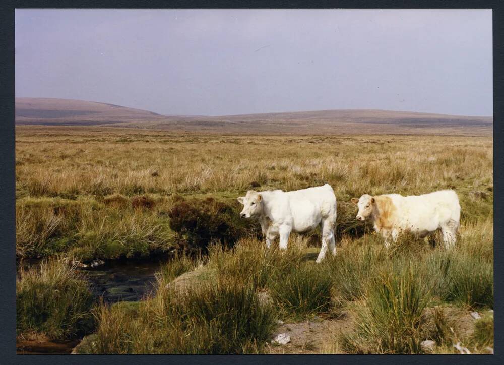 An image from the Dartmoor Trust Archive