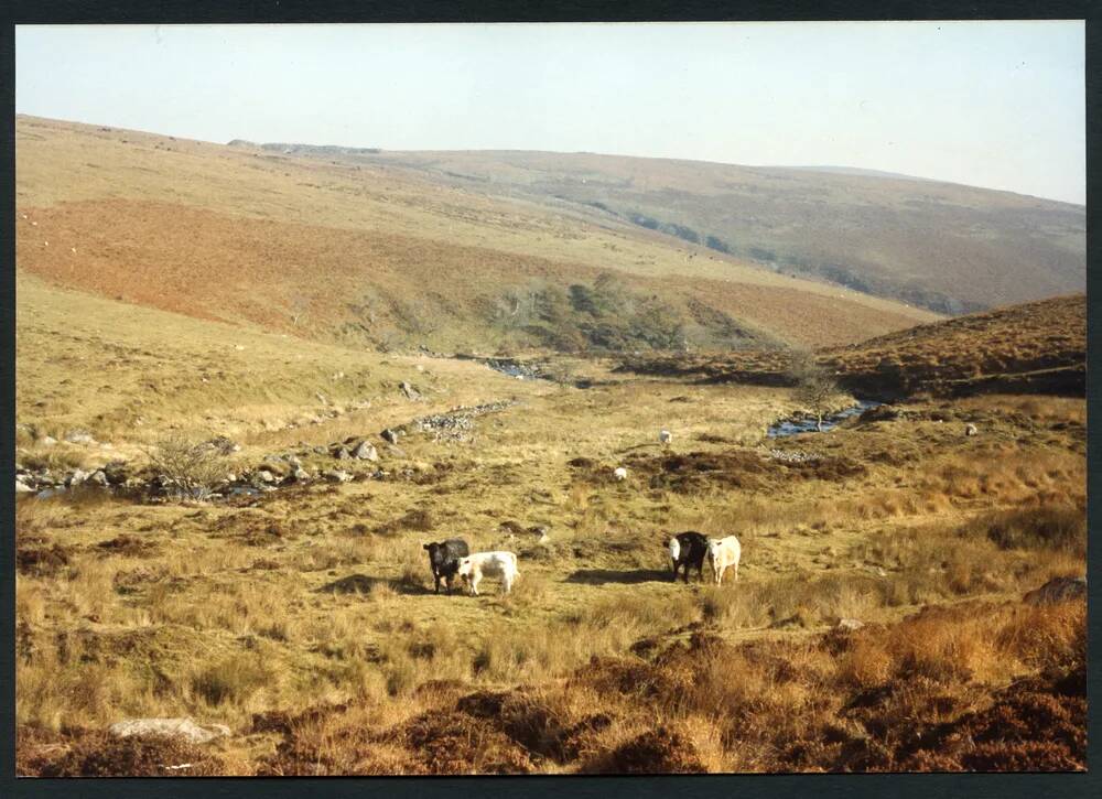 An image from the Dartmoor Trust Archive