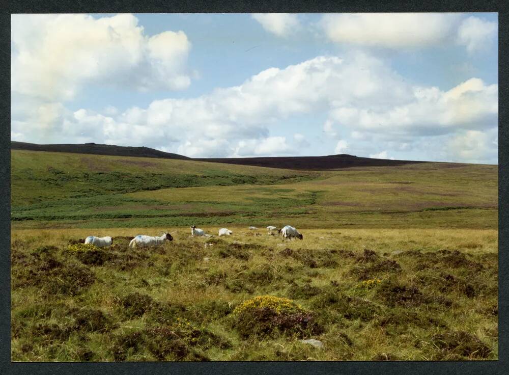 An image from the Dartmoor Trust Archive