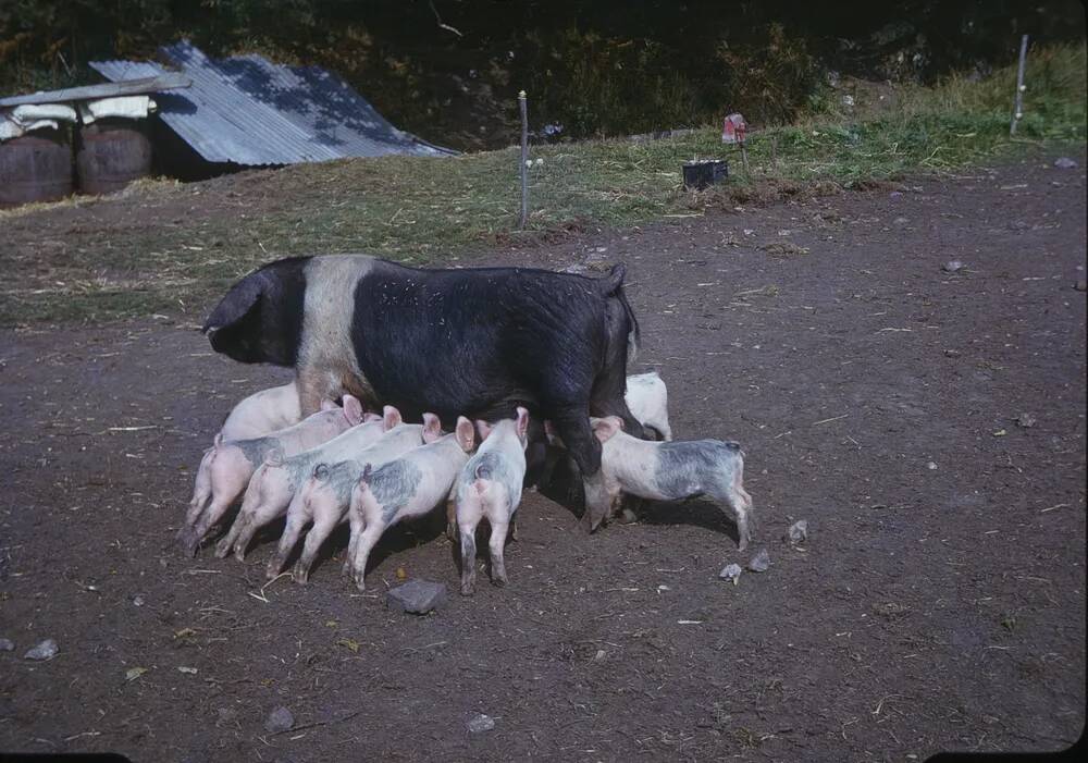 An image from the Dartmoor Trust Archive