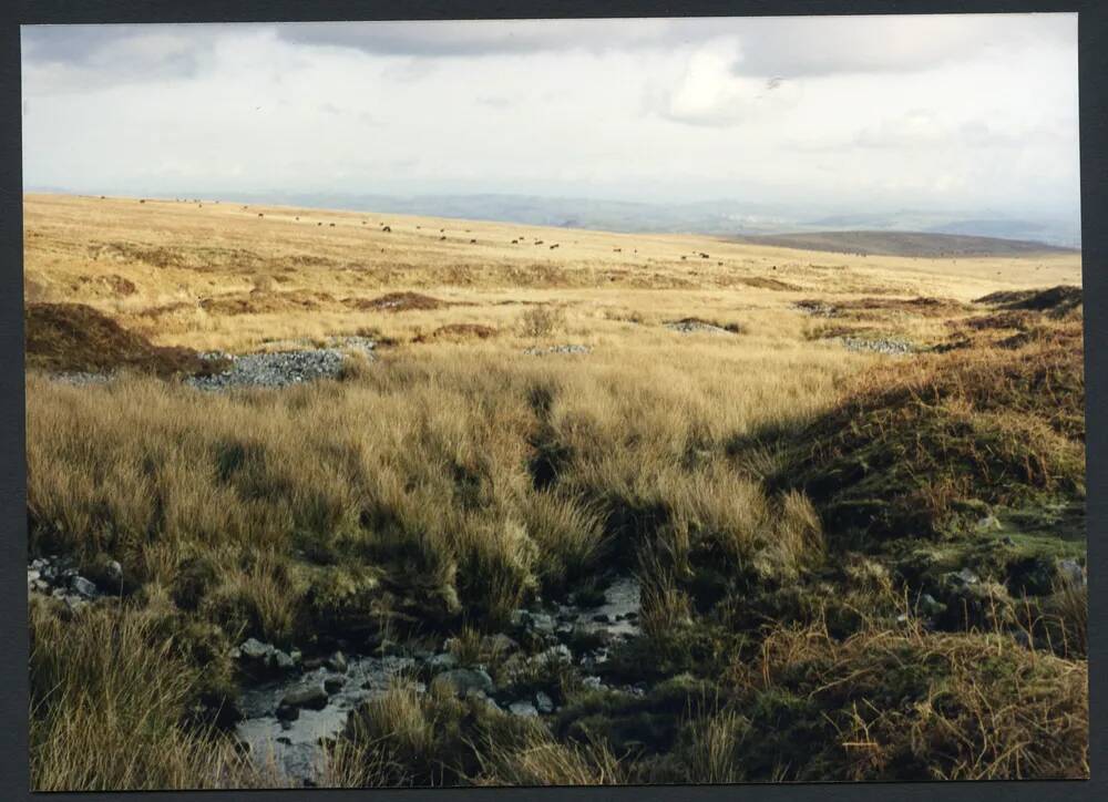 12/9 Broad rushes from Bala Brook 28/8/1991