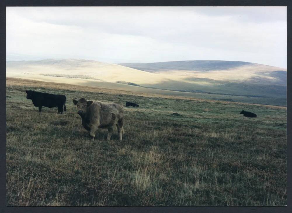 An image from the Dartmoor Trust Archive