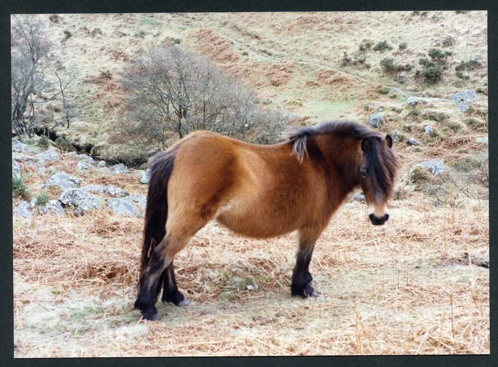 An image from the Dartmoor Trust Archive