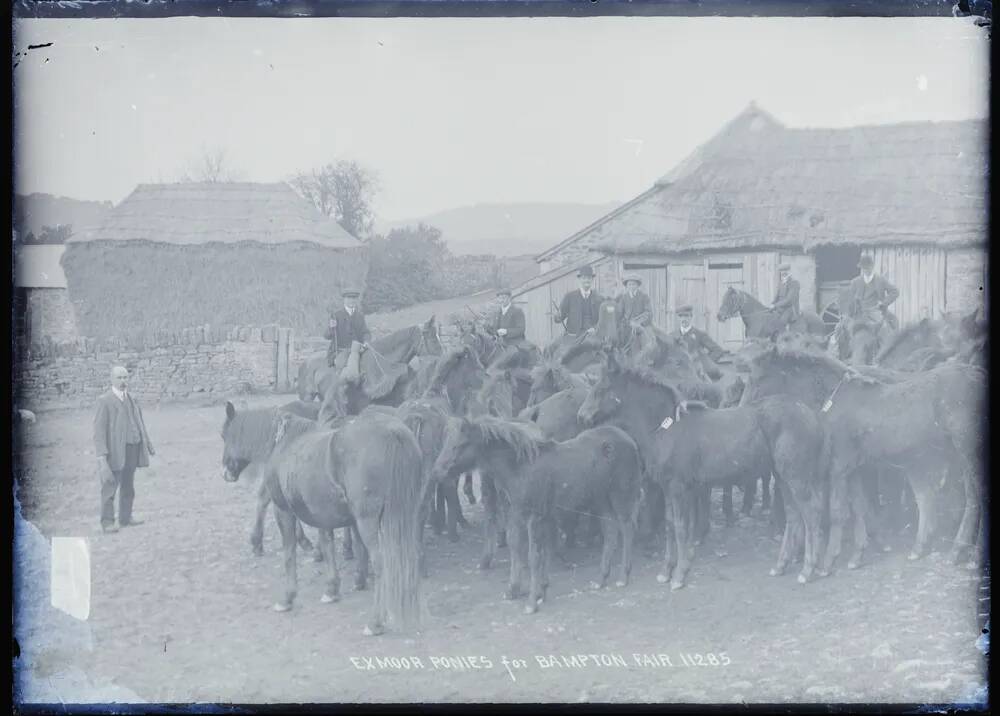 Exmoor Ponies for Bampton Fair, Bampton