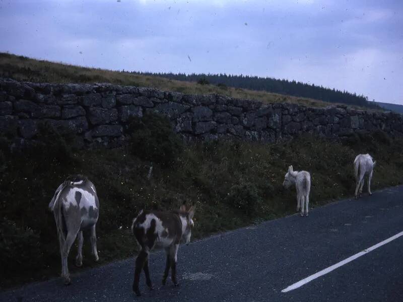 An image from the Dartmoor Trust Archive